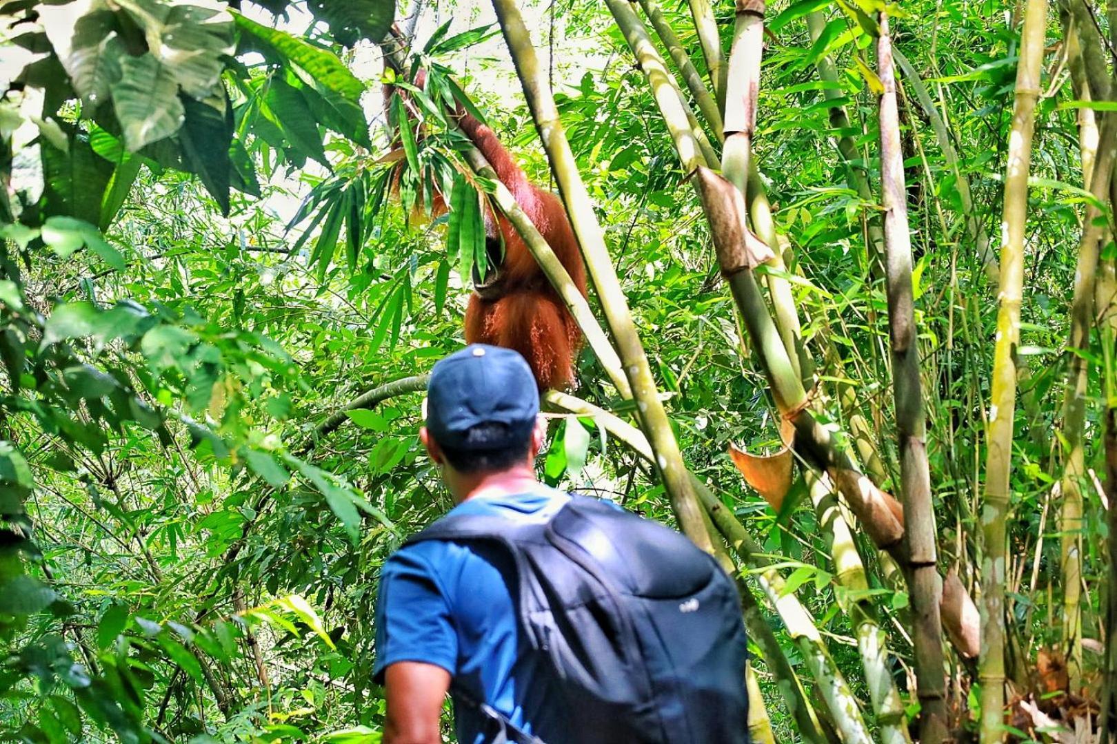 Batu Kapal Guest House & Jungle Trekking Bukit Lawang Eksteriør bilde